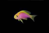 picture of Ventralis Anthias Australia Sml                                                                      Pseudanthias ventralis